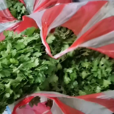 卖香菜