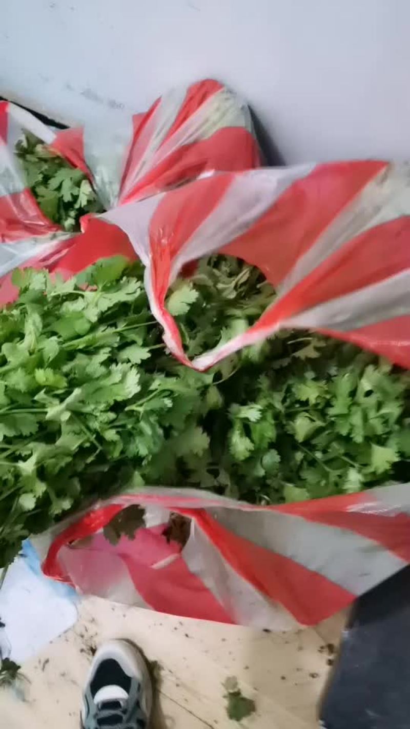 卖香菜
