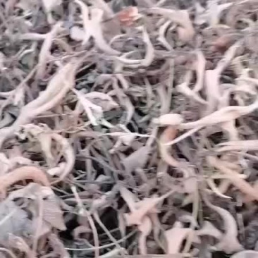 小叶石韦，一手货源，物美价廉