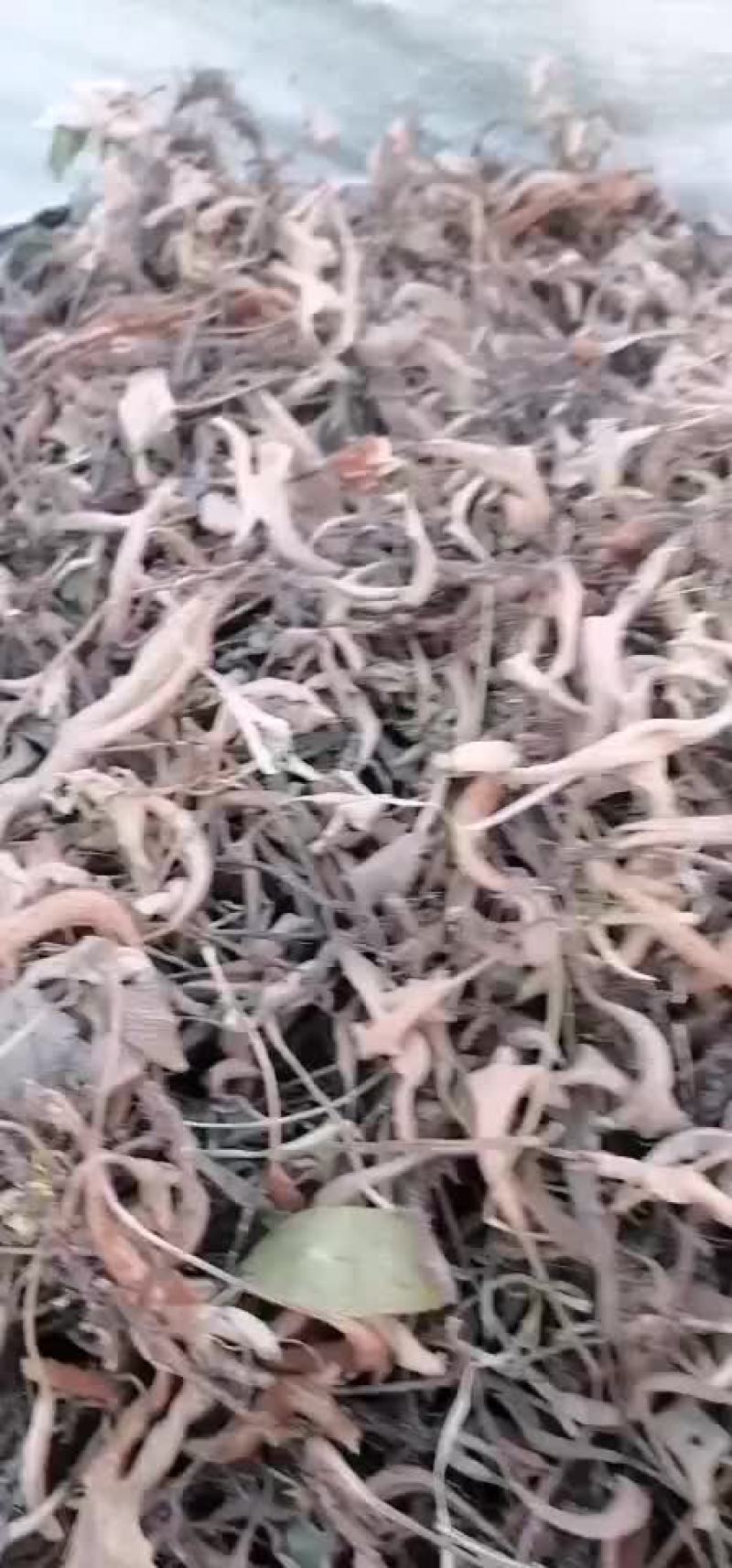 小叶石韦，一手货源，物美价廉