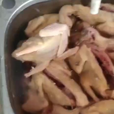 乳鸽