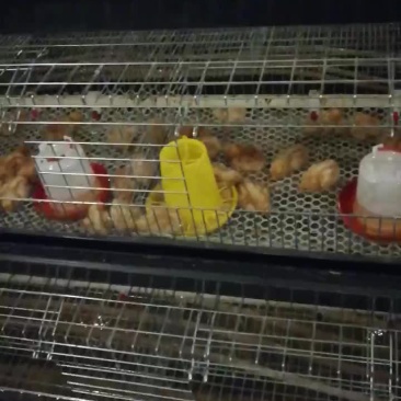 青年鸡
