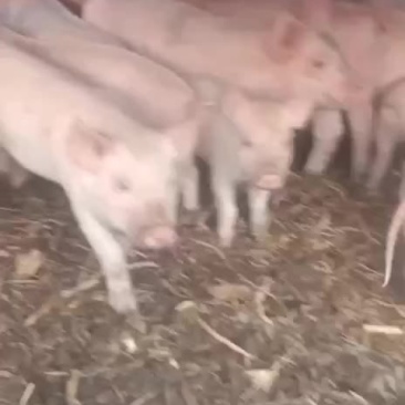 农户自己养的良杂猪仔