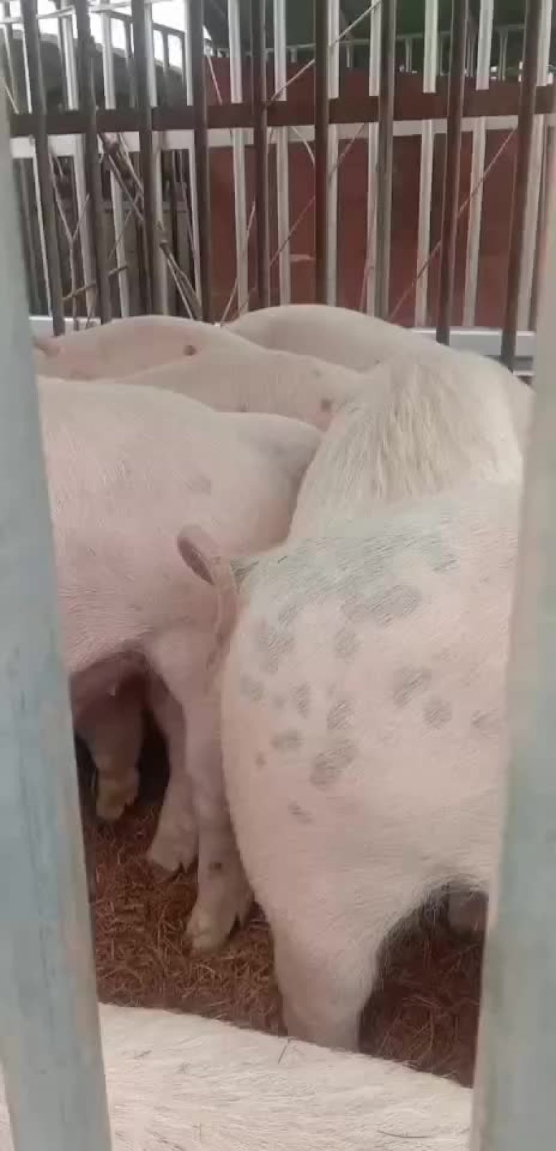 农户自己养的良杂猪仔