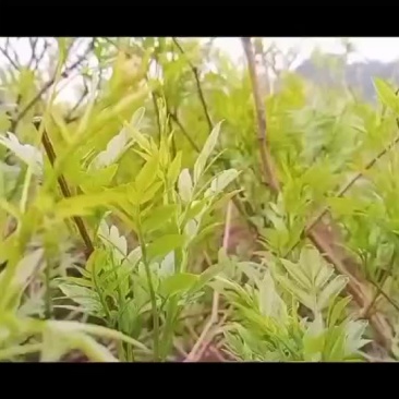 今年开采的极品清明茶