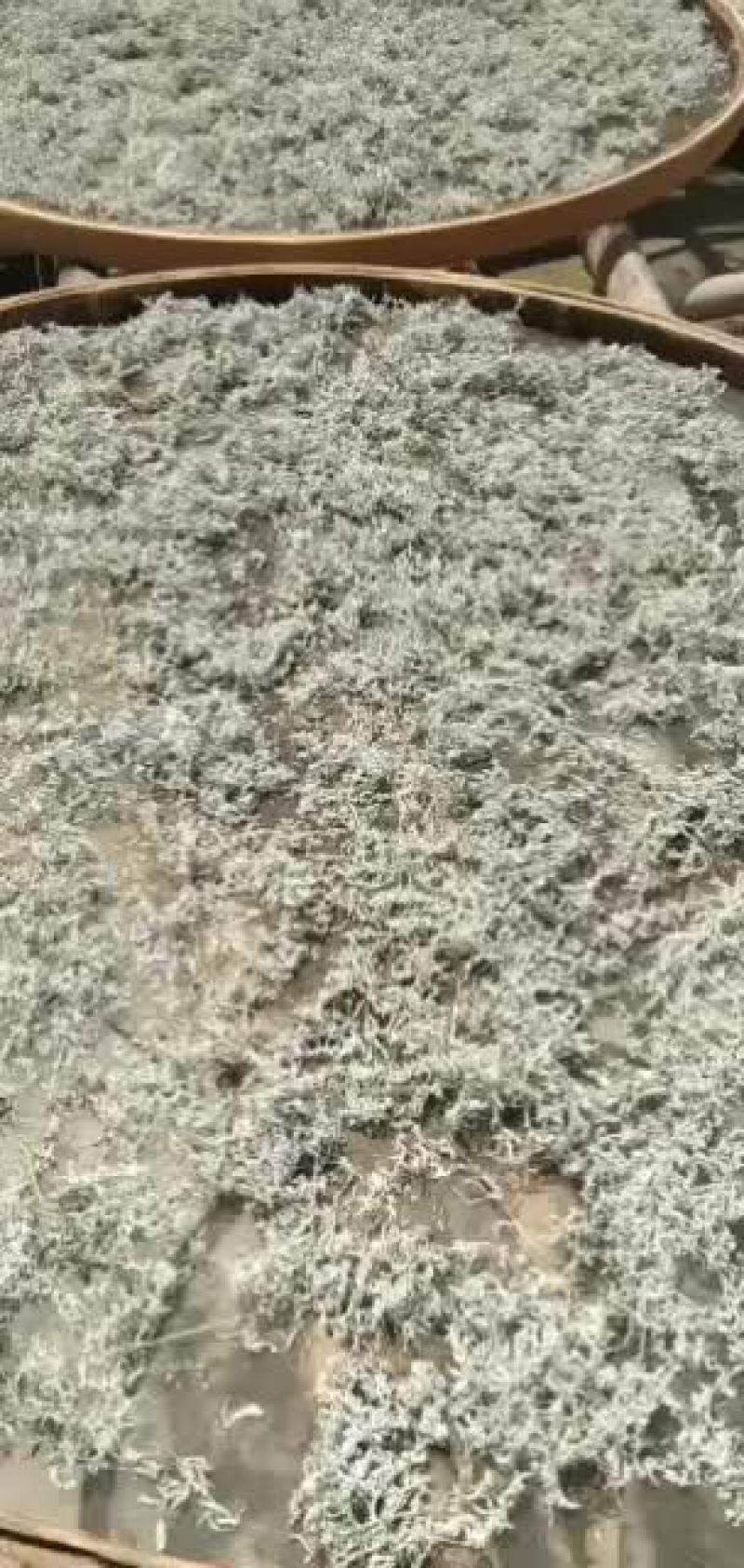 今年开采的极品清明茶