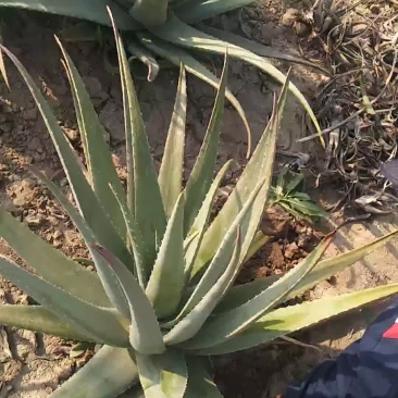库拉索芦荟