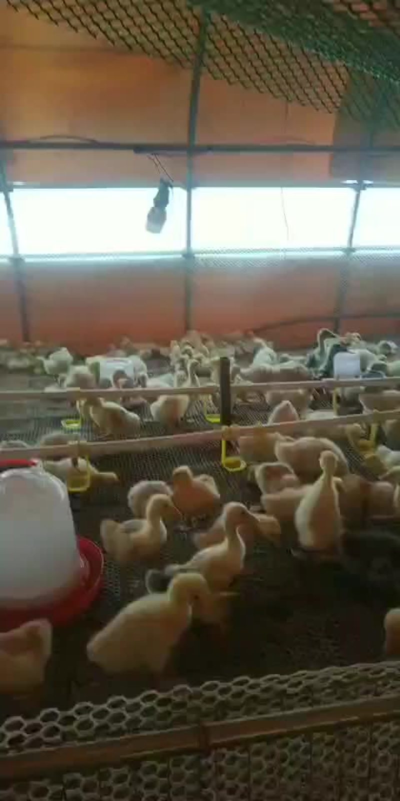 四季鹅