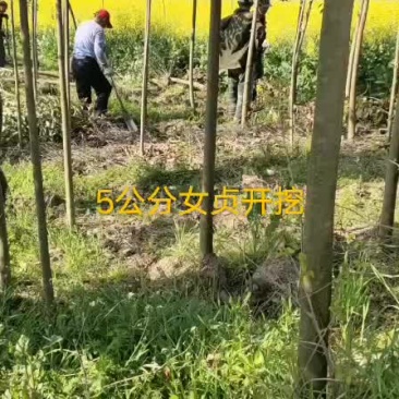 乔灌木工程绿化苗木大量批发