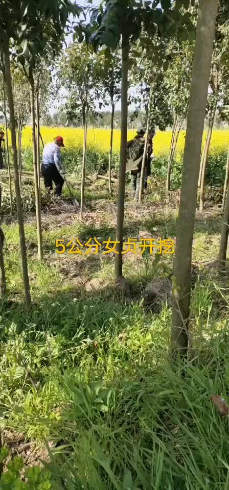 乔灌木工程绿化苗木大量批发