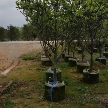 枇杷树(广东省普宁枇杷供应商)(广东普宁枇杷树批发商)