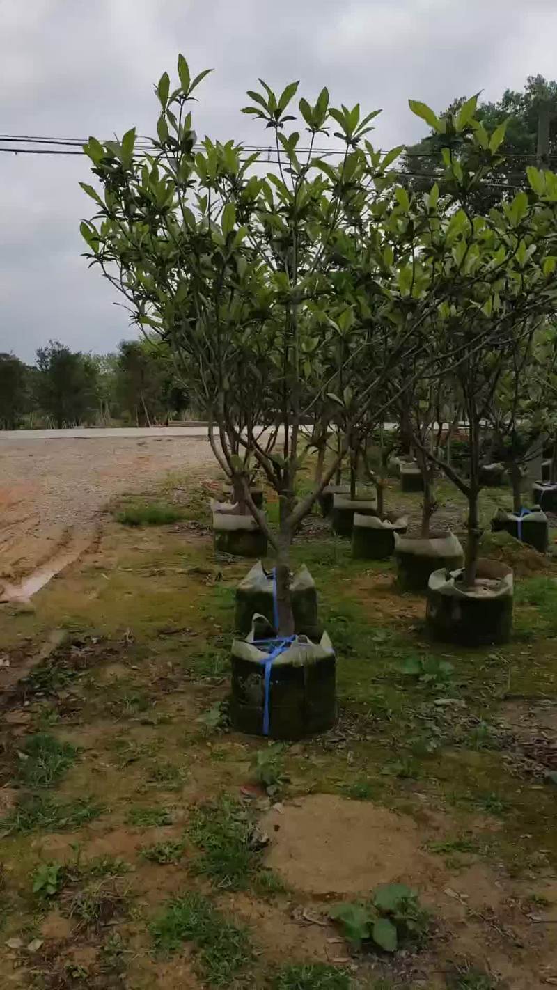 枇杷树（广东省普宁枇杷供应商）（广东普宁枇杷树批发商）
