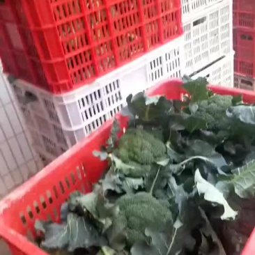 蔬菜