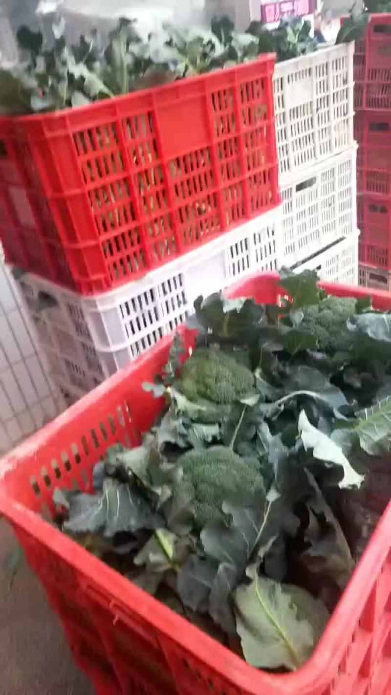 蔬菜