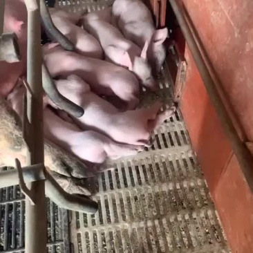小猪