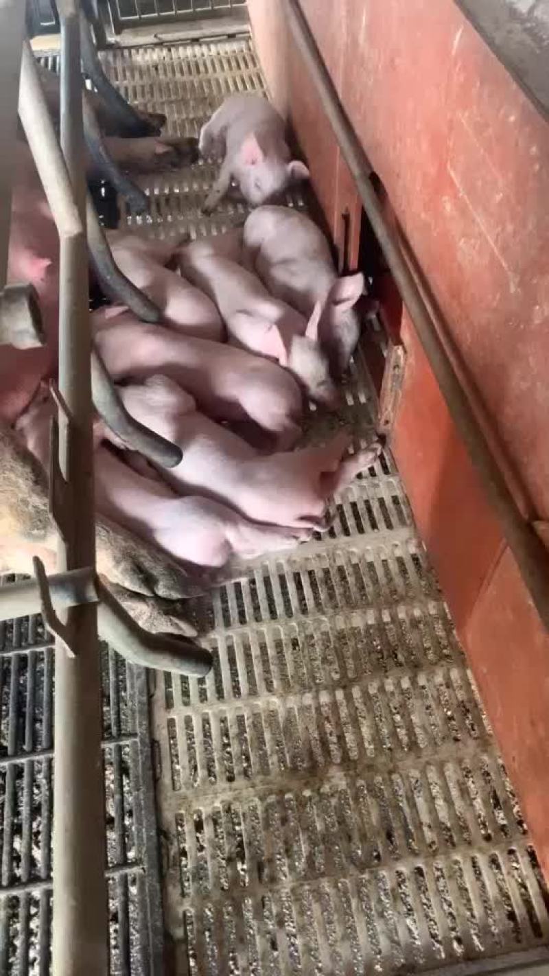 小猪