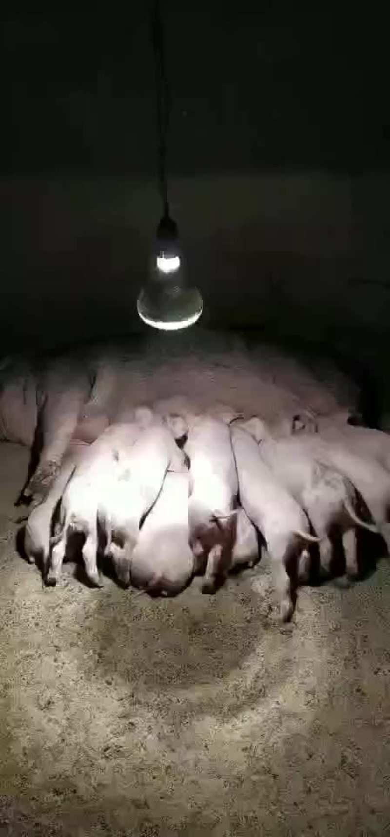 太湖原种二代母猪苗
