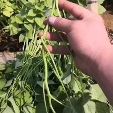 红薯苗