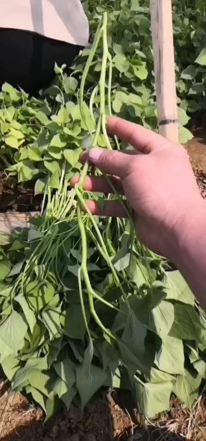 红薯苗