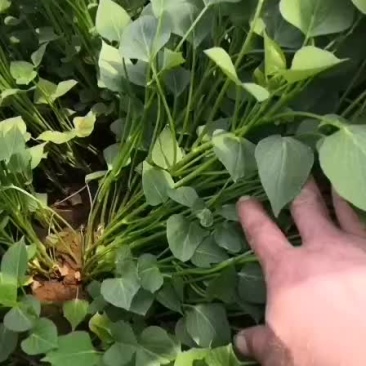 红薯苗