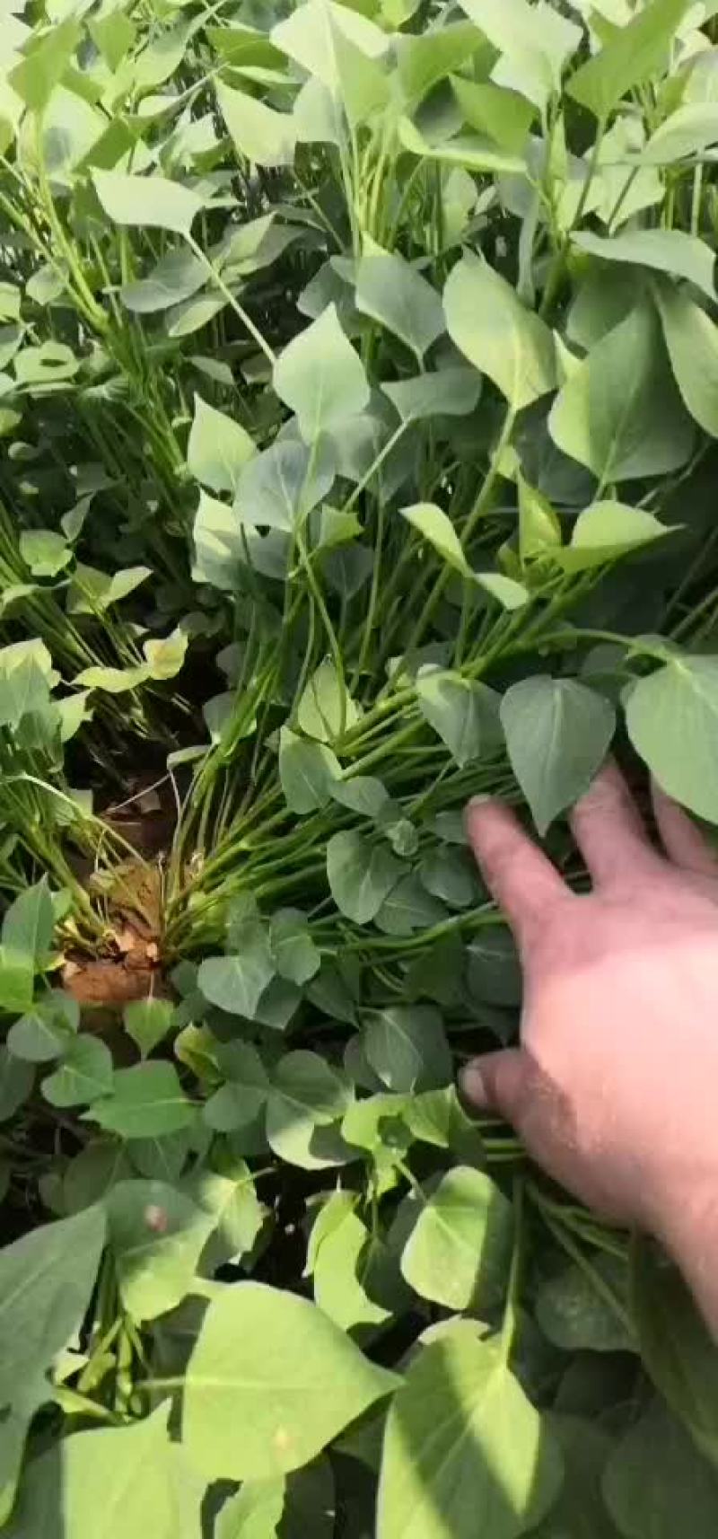 红薯苗