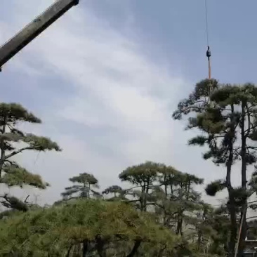 造型黑松油松泰山迎客松
