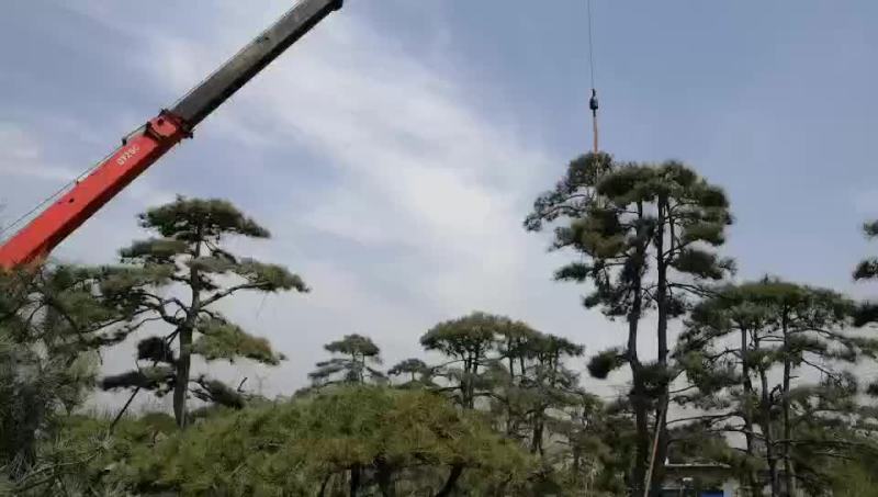 造型黑松油松泰山迎客松
