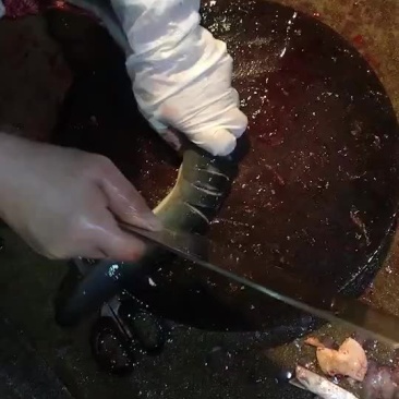 白鳝鱼现在做，明天可以发出，大量接单！[色][色]