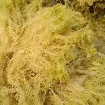品质优良的公花水苔
