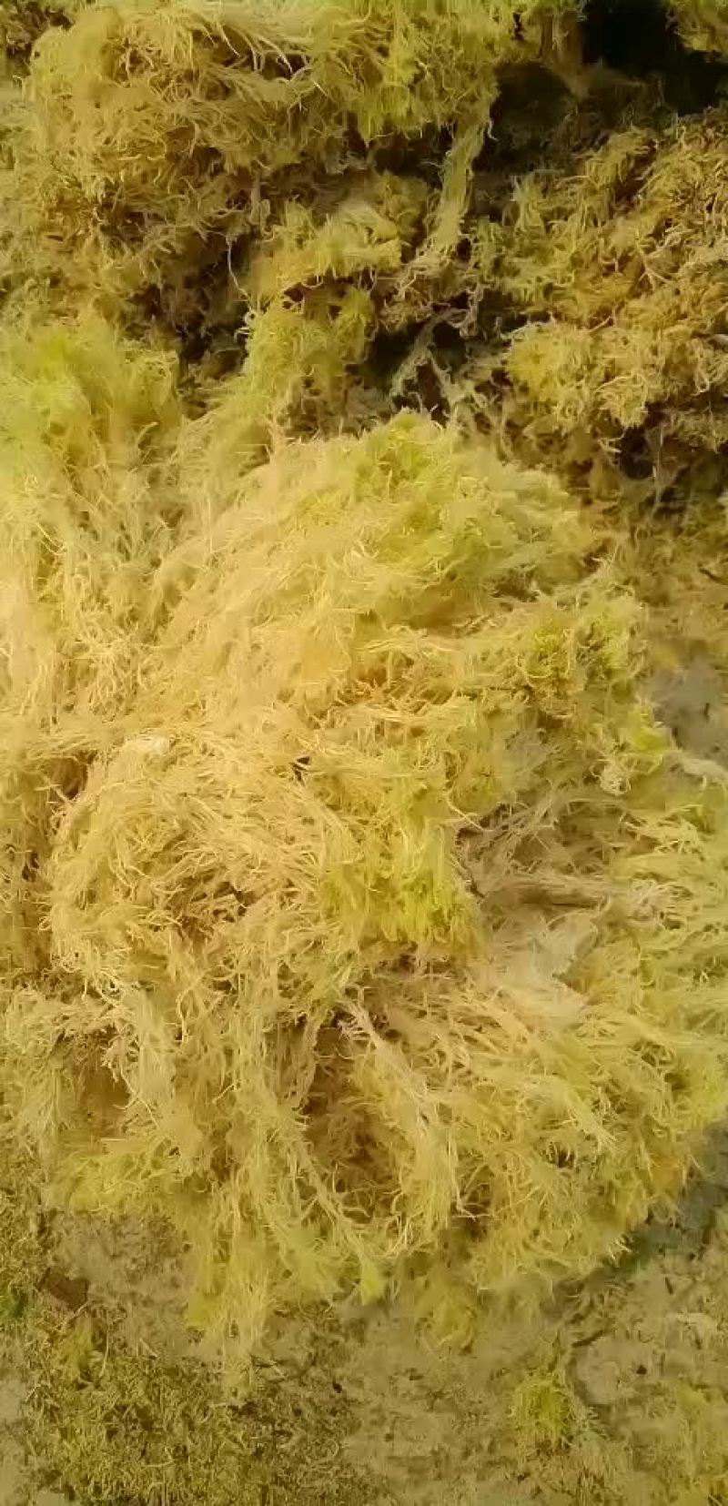 品质优良的公花水苔