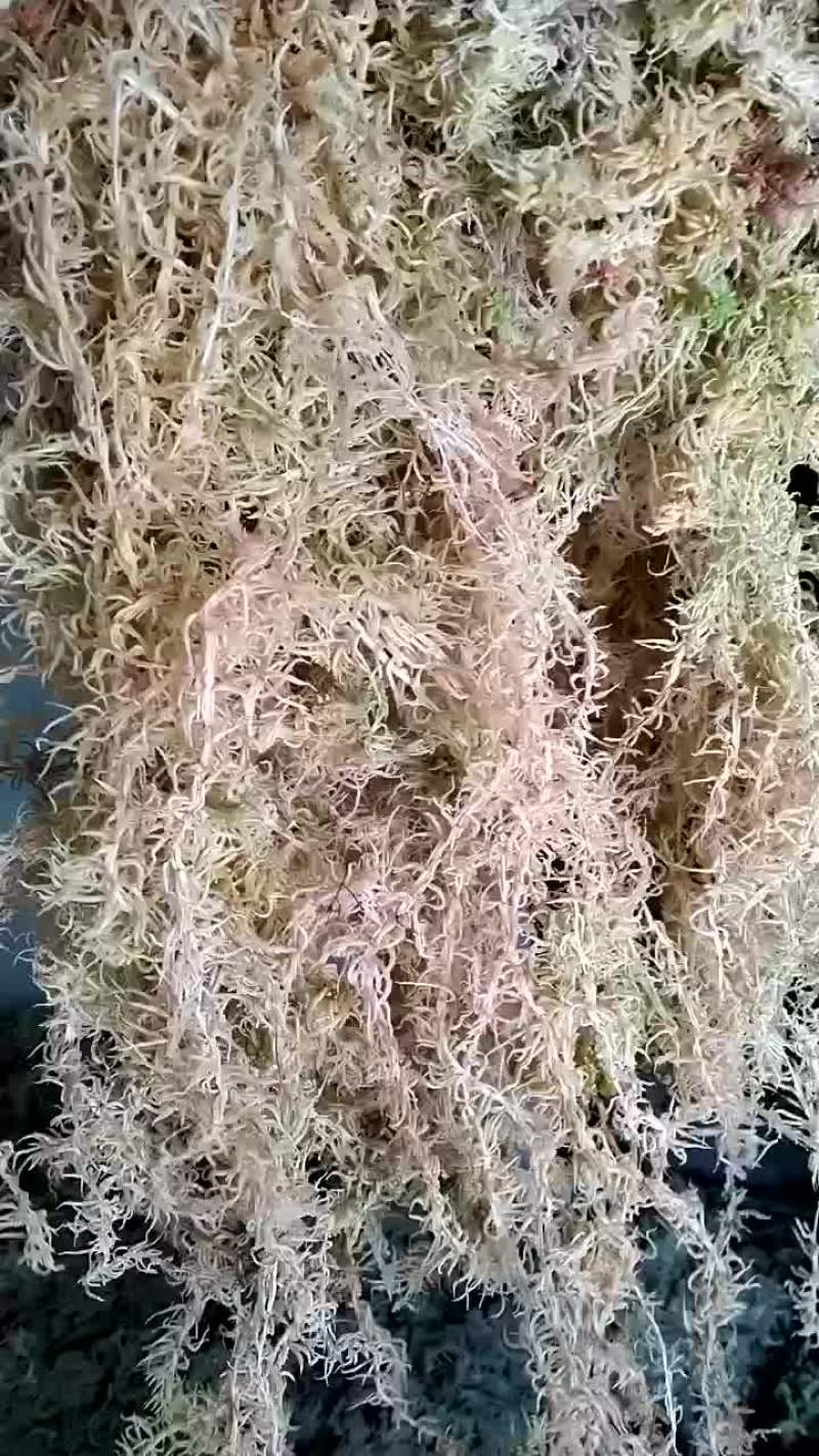 品质优良的公花水苔