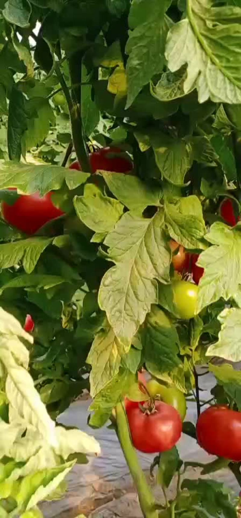 硬粉西红柿