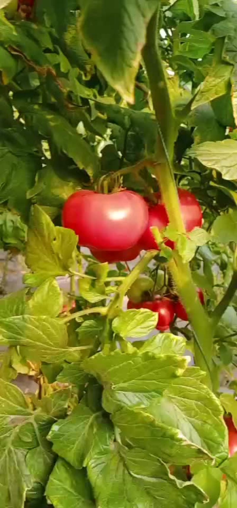西红柿