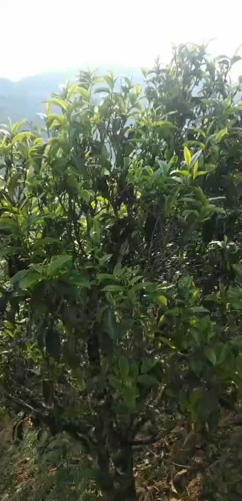 自家古树茶可以采了有需要联系