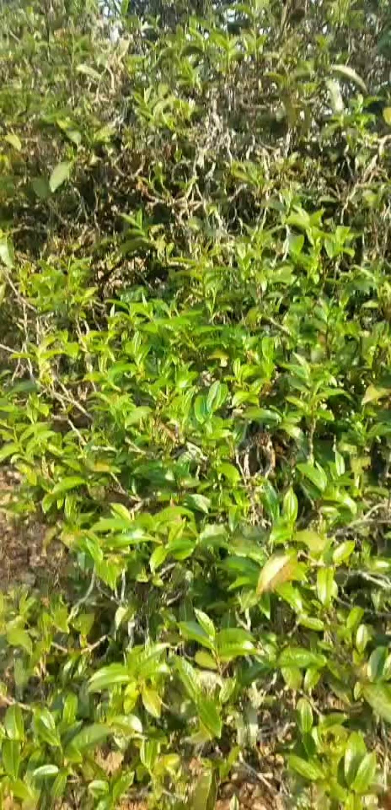 自家古树茶可以采了有需要联系