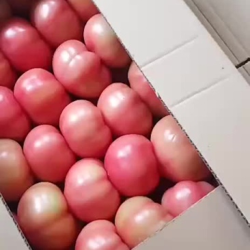 西红柿