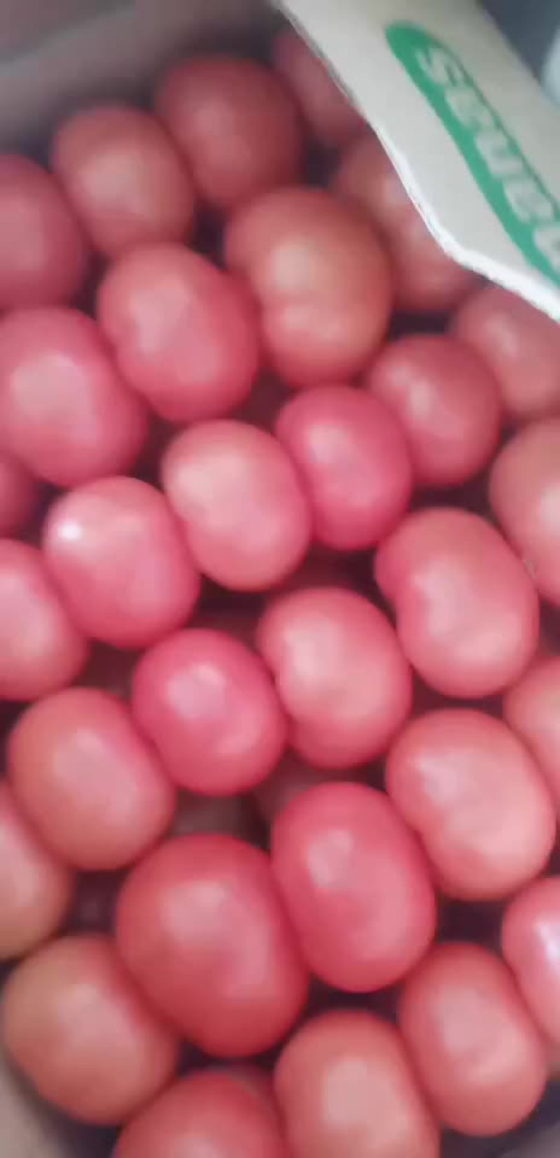 西红柿
