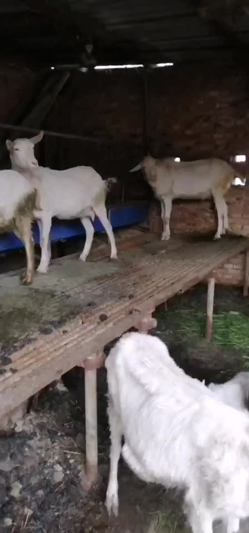 富平奶山羊之乡羊奶之都