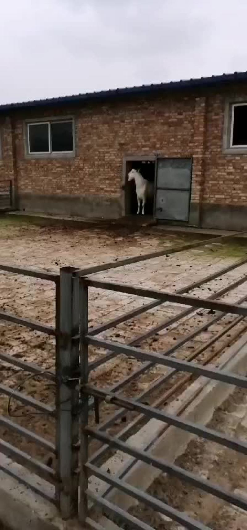 富平奶山羊之乡羊奶之都