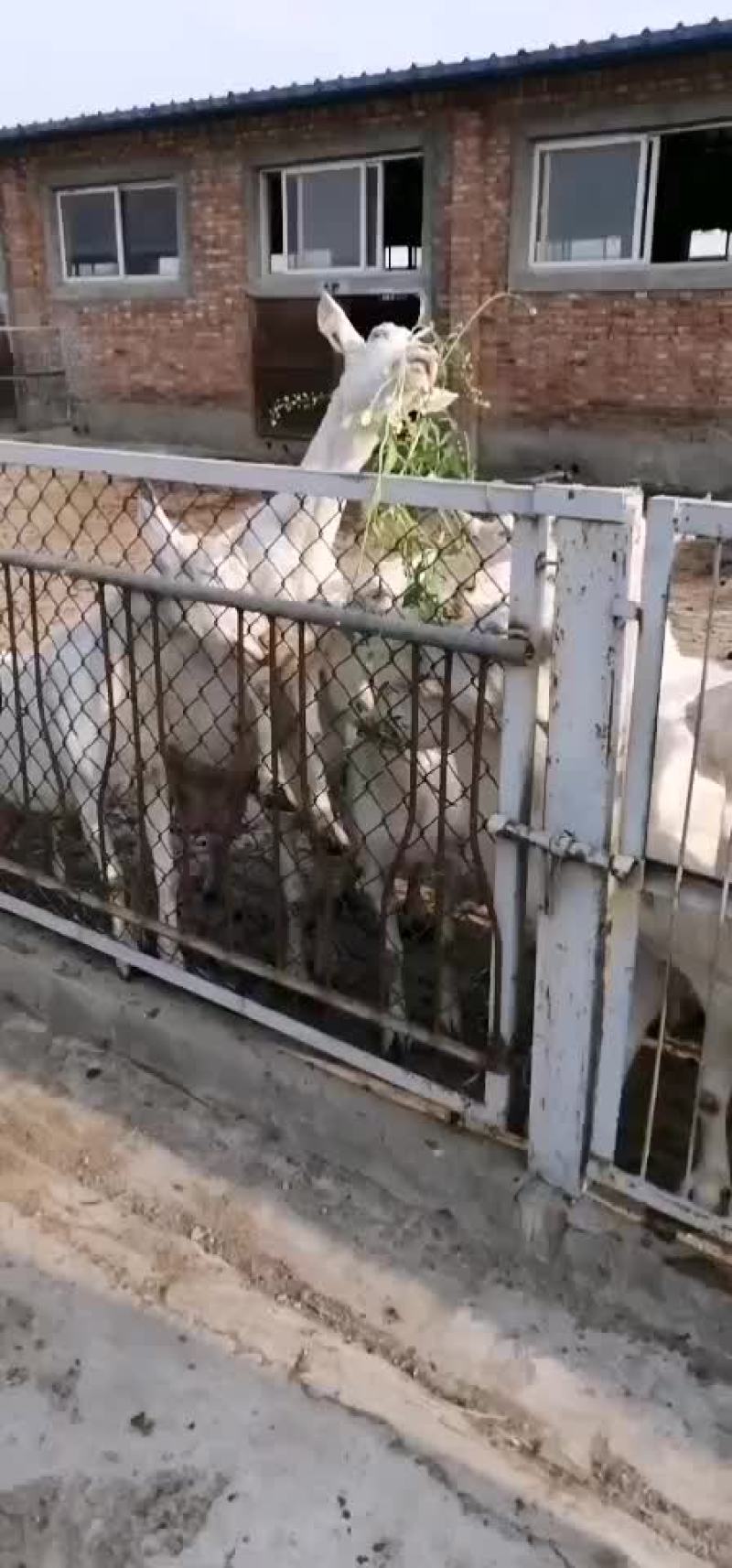富平奶山羊之乡羊奶之都