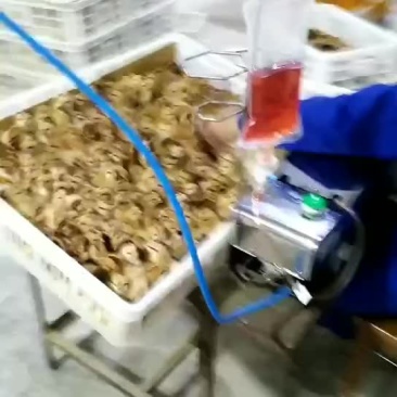 灵土鸡苗