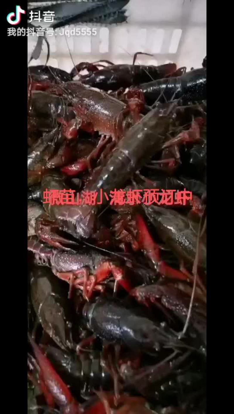 微山湖万亩龙虾养殖基地