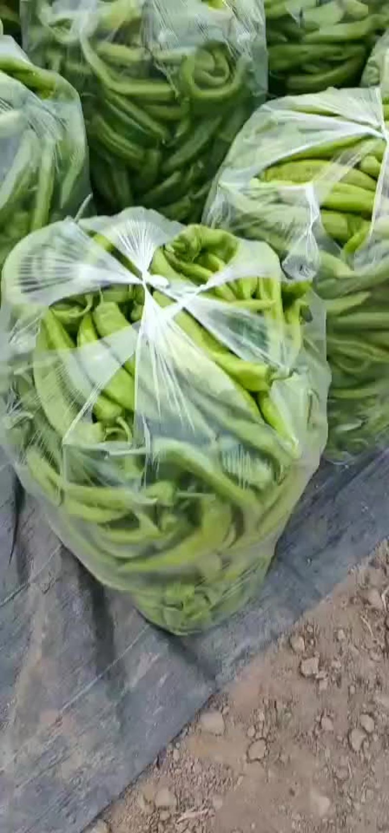 尖椒
