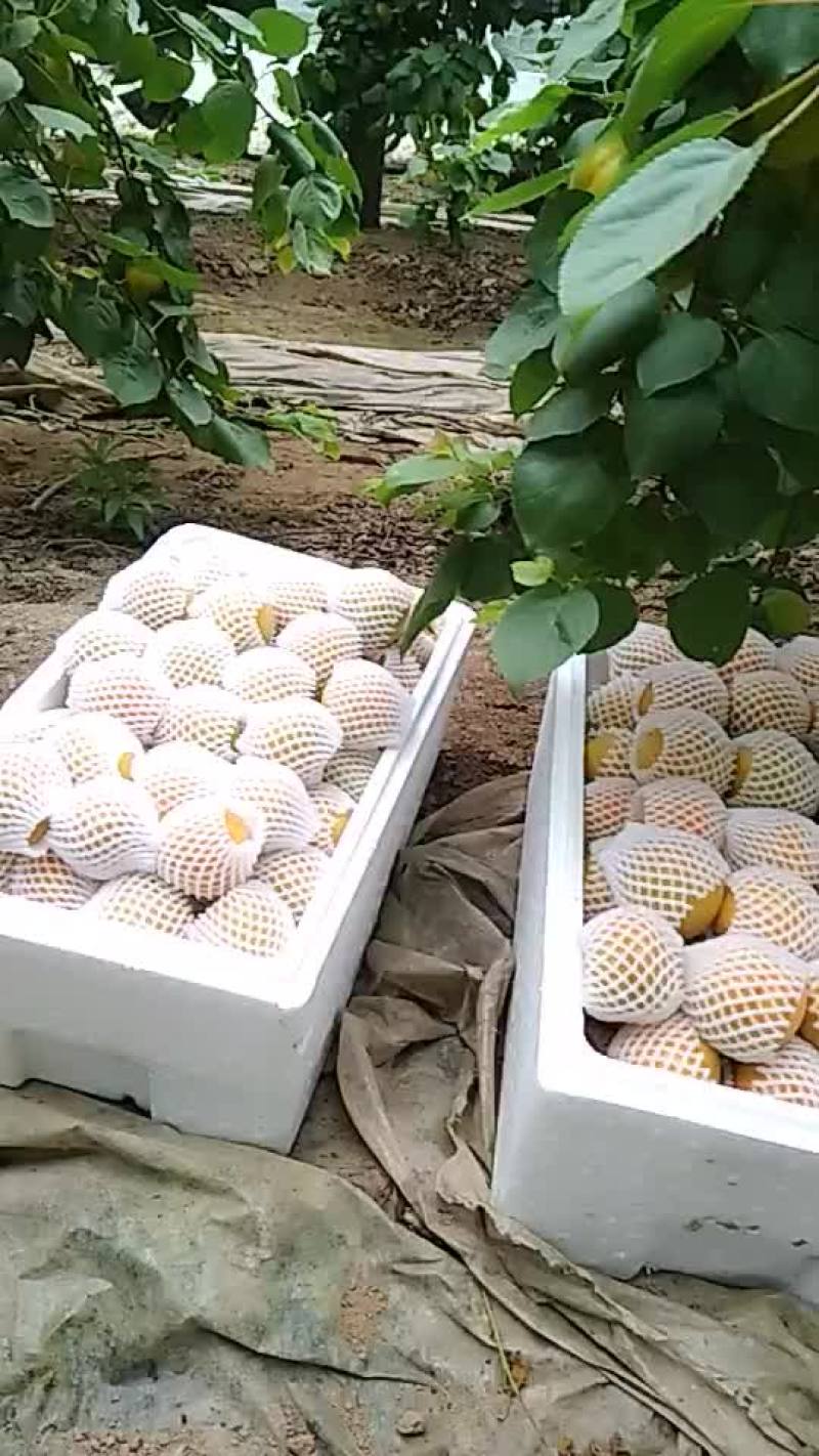 金太阳杏