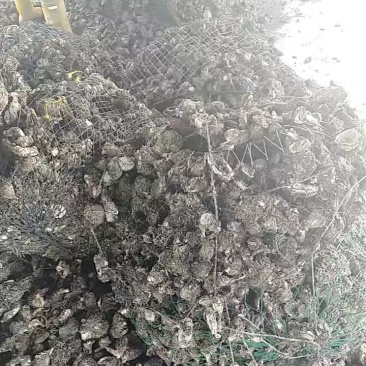 生蚝，诏安海生蚝