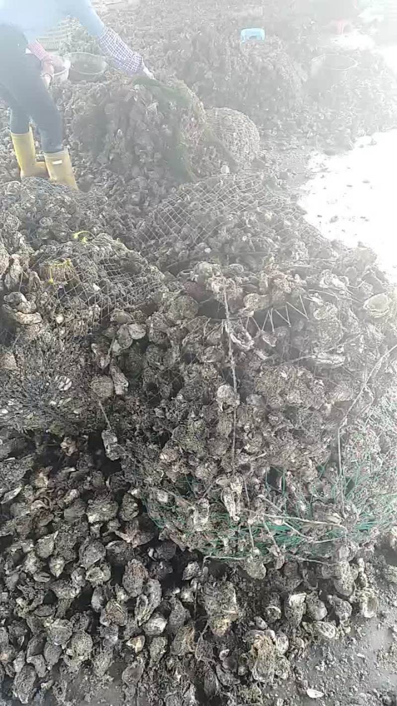 生蚝，诏安海生蚝