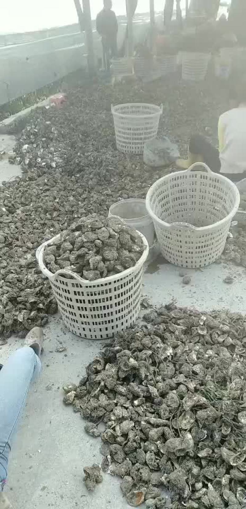 生蚝，诏安海生蚝