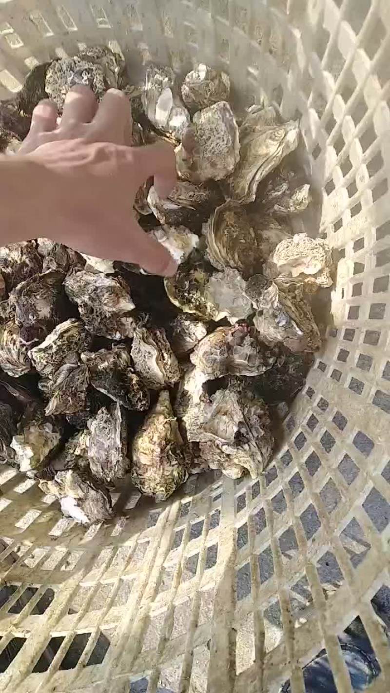 生蚝，诏安海生蚝