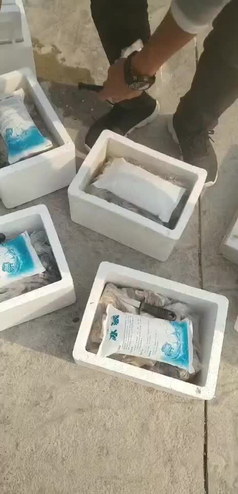 生蚝，诏安海生蚝
