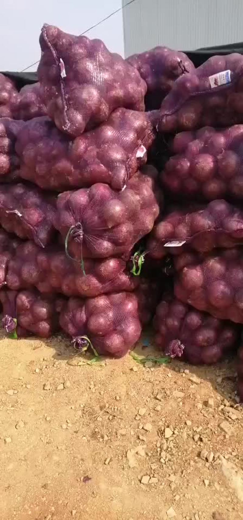 紫皮洋葱